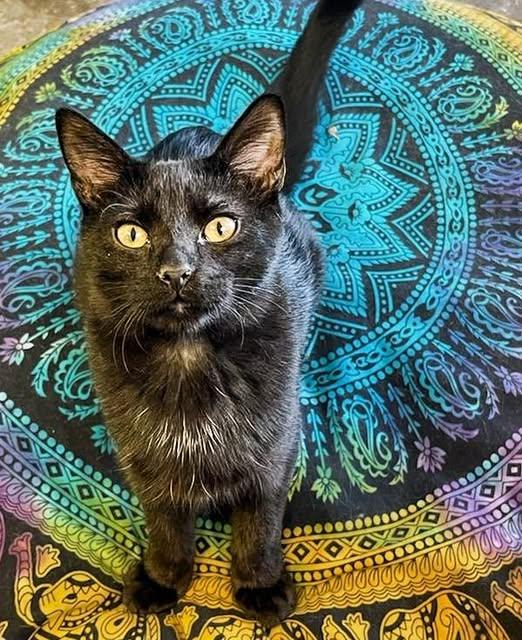 Pookie, ADOPTABLE, Young Male Domestic Short Hair.