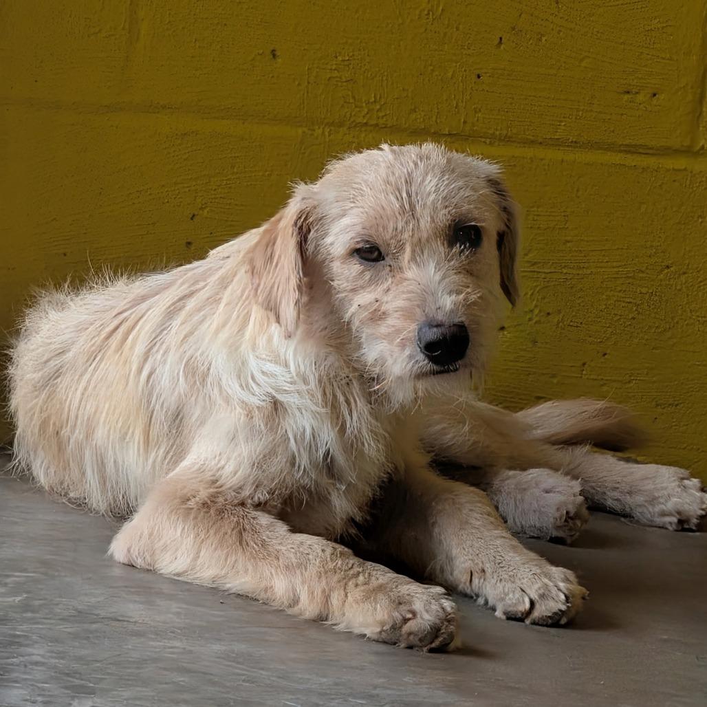 (Med) Maxine, a Adoptable Mixed Breed in Huntsville, AR image 1/5