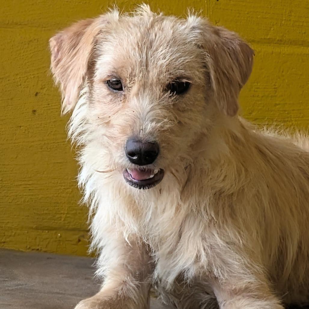 (Med) Maxine, a Adoptable Mixed Breed in Huntsville, AR image 2/5