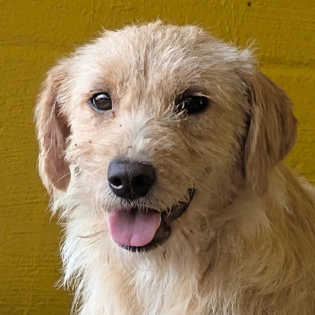 (Med) Maxine, a Adoptable Mixed Breed in Huntsville, AR image 3/5