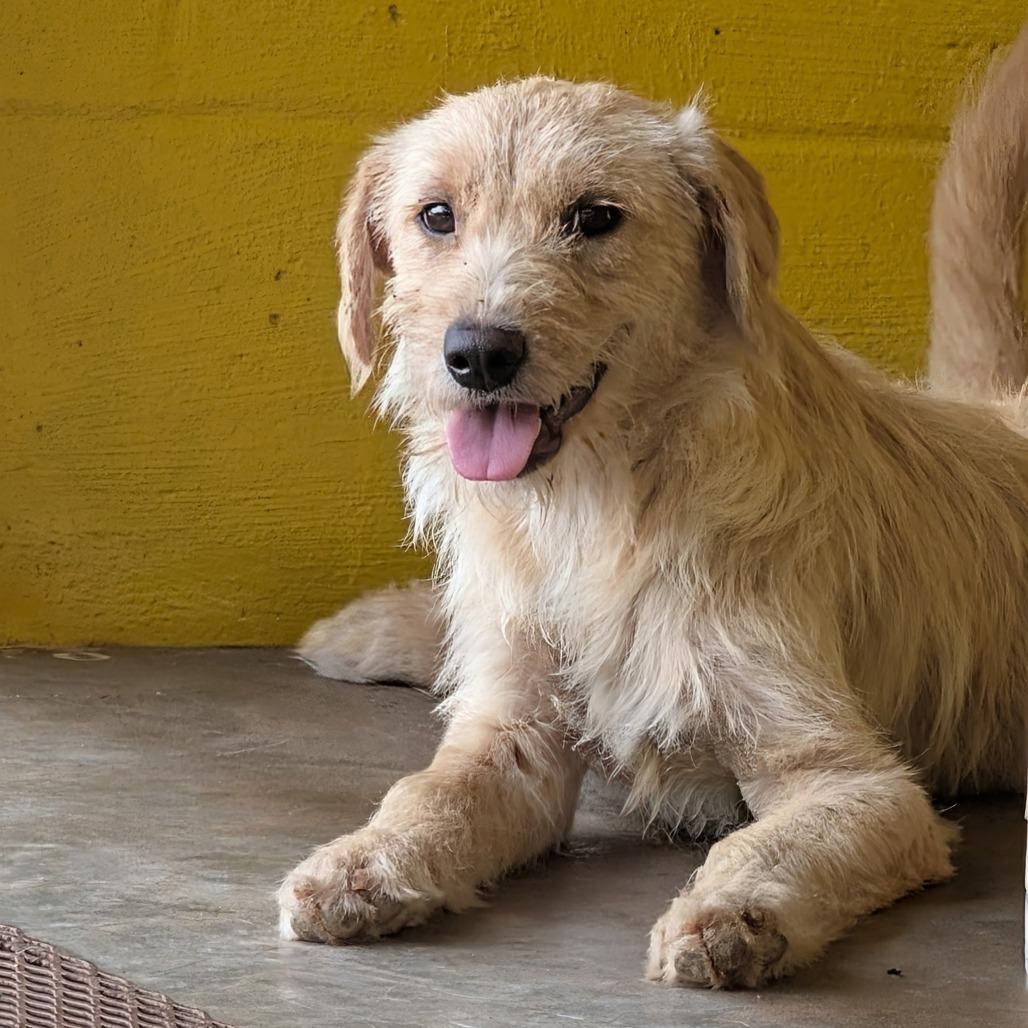 (Med) Maxine, a Adoptable Mixed Breed in Huntsville, AR image 4/5