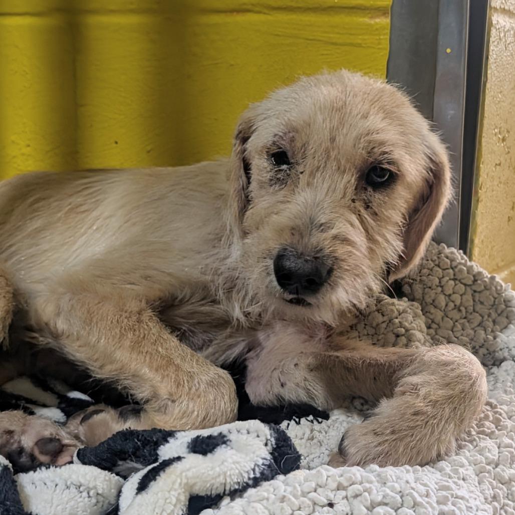 (Med) Maxine, a Adoptable Mixed Breed in Huntsville, AR image 5/5