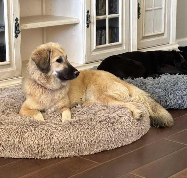 Enlarge Patience, a Adoptable mixed breed in Brookshire, TX image 1/1