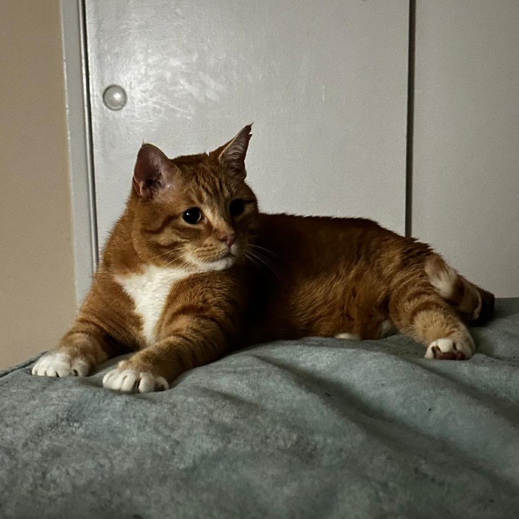 Rusty, Adoptable, Senior Male Domestic Short Hair.