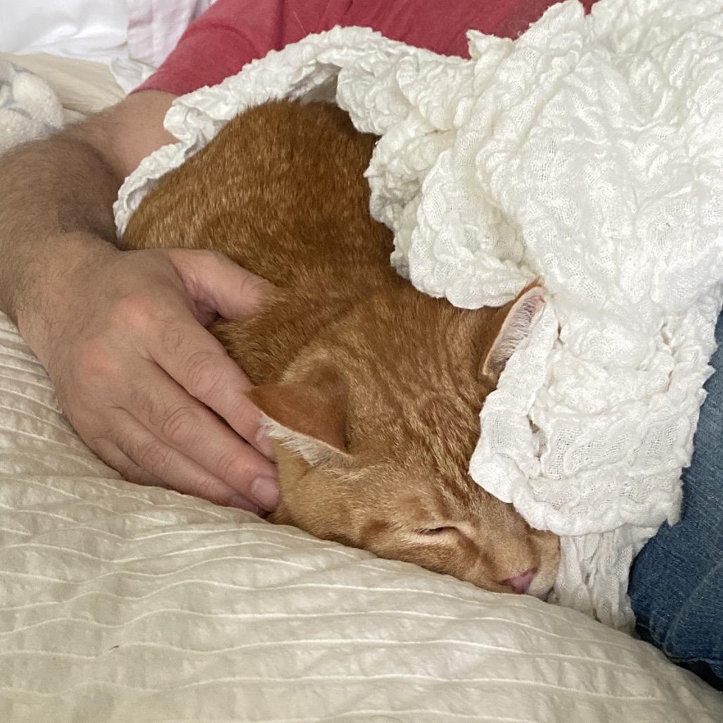 Enlarge Rusty, a Adoptable Domestic Short Hair in Morgan Hill, CA image 2/6