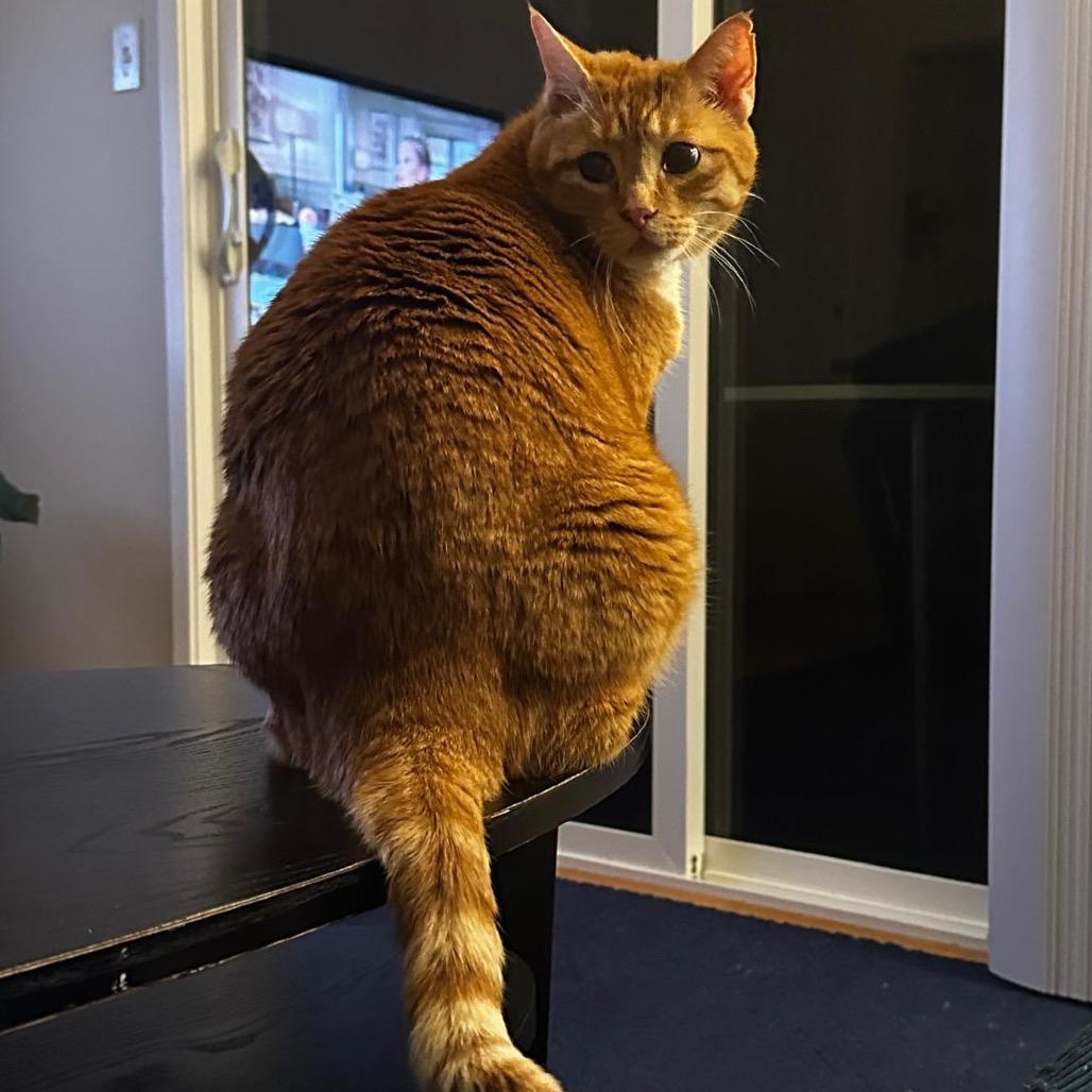 Enlarge Rusty, a Adoptable Domestic Short Hair in Morgan Hill, CA image 3/6