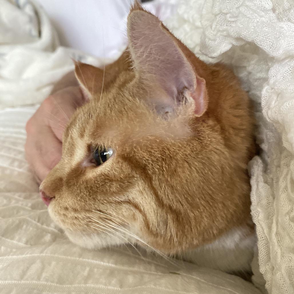 Enlarge Rusty, a Adoptable Domestic Short Hair in Morgan Hill, CA image 4/6