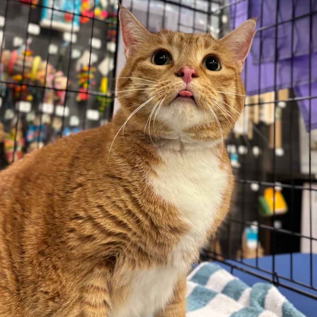 Enlarge Rusty, a Adoptable Domestic Short Hair in Morgan Hill, CA image 5/6