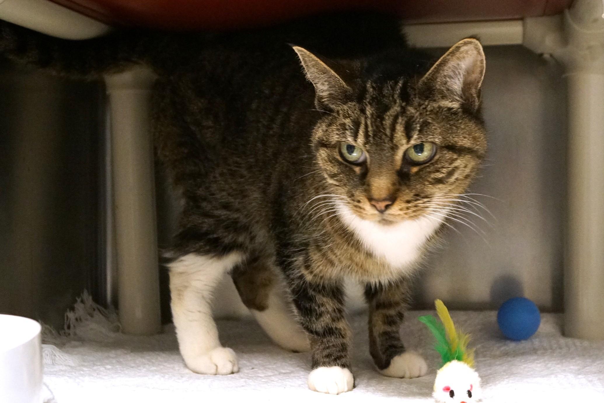 Enlarge Bonnie, an adopted Tabby in New Milford, CT image 2/6