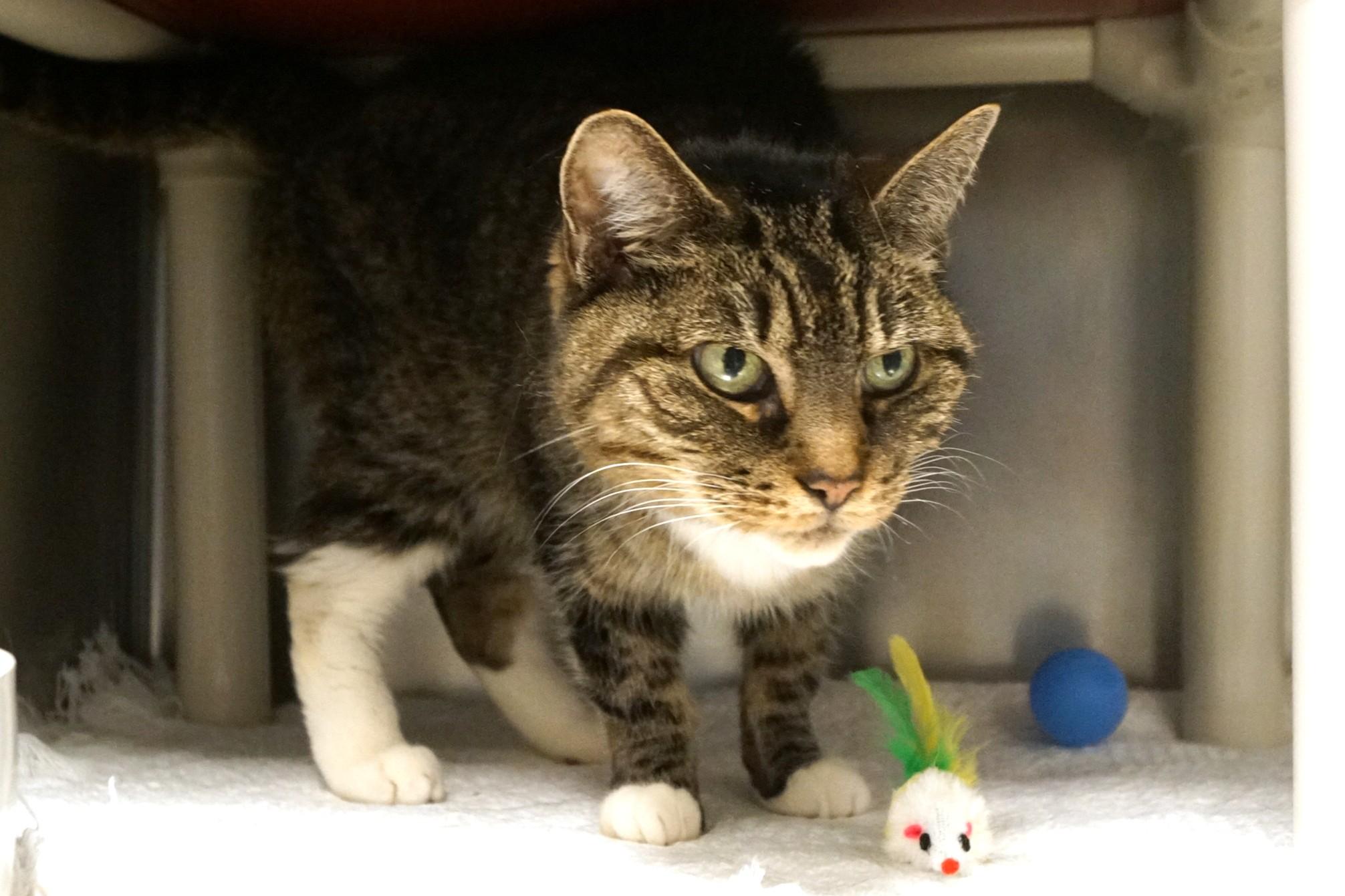 Enlarge Bonnie, an adopted Tabby in New Milford, CT image 6/6