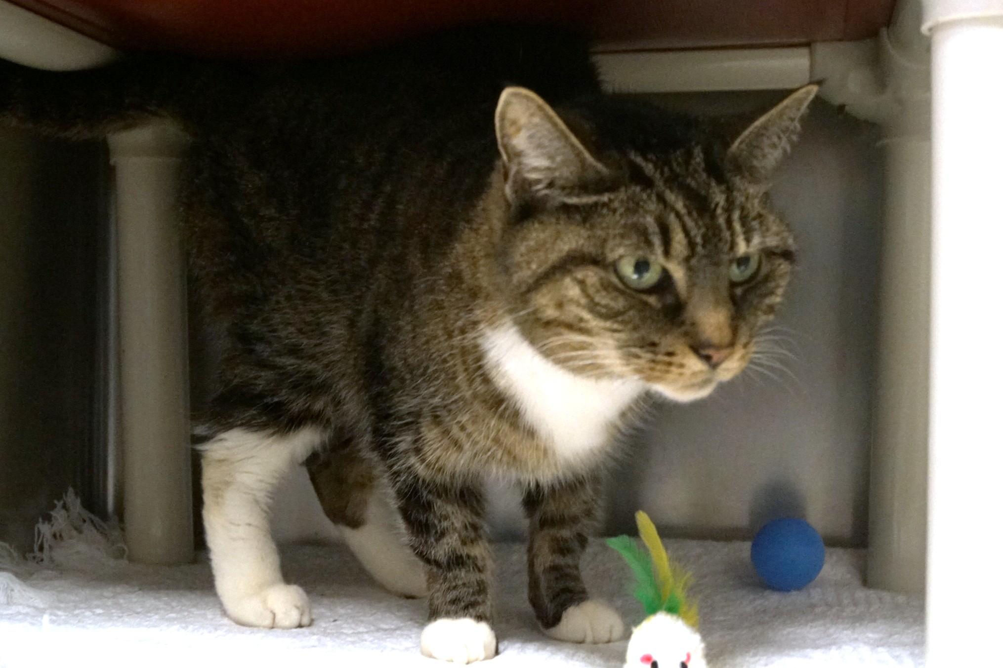 Enlarge Bonnie, an adopted Tabby in New Milford, CT image 3/6