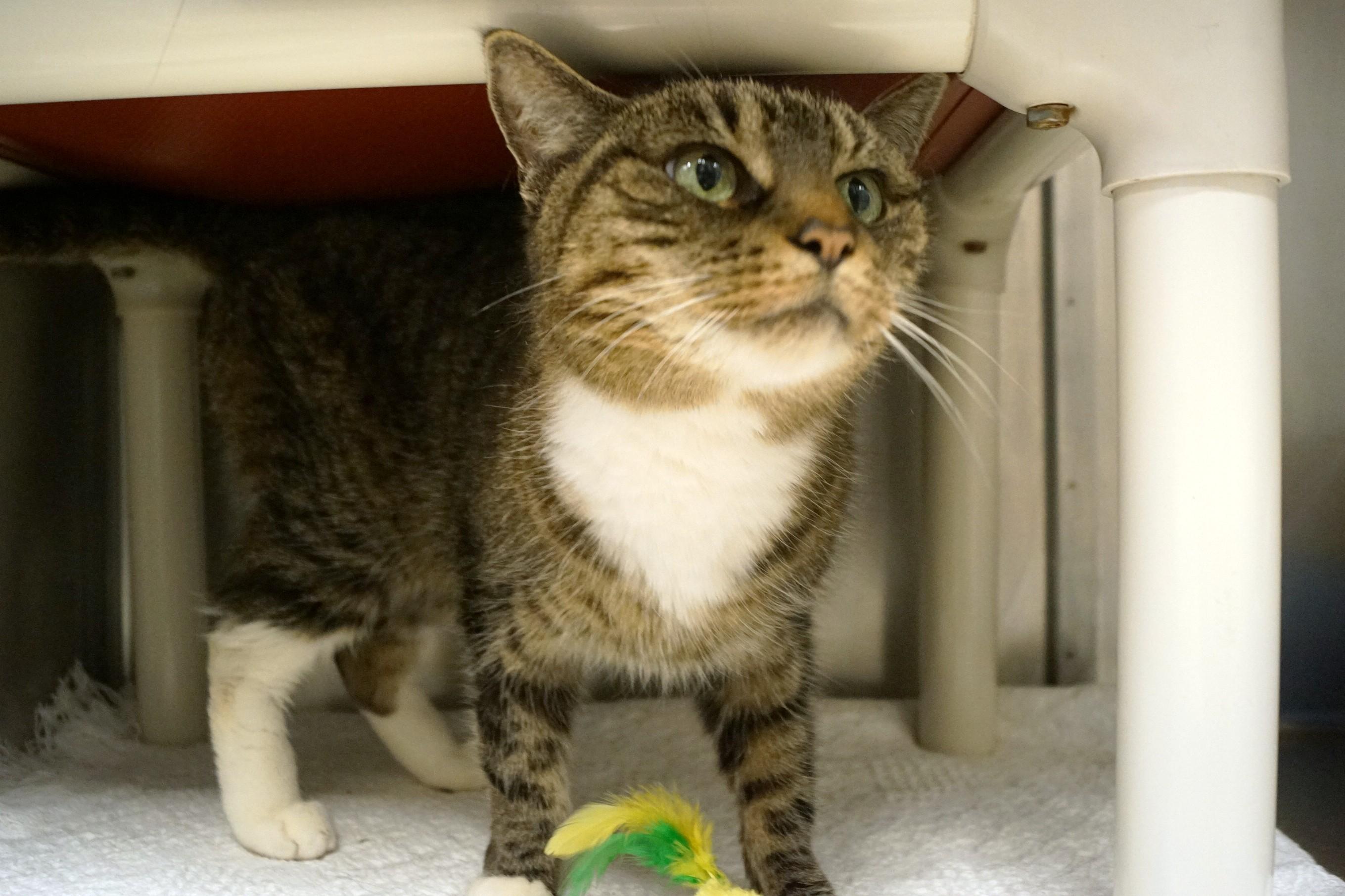 Enlarge Bonnie, an adopted Tabby in New Milford, CT image 5/6