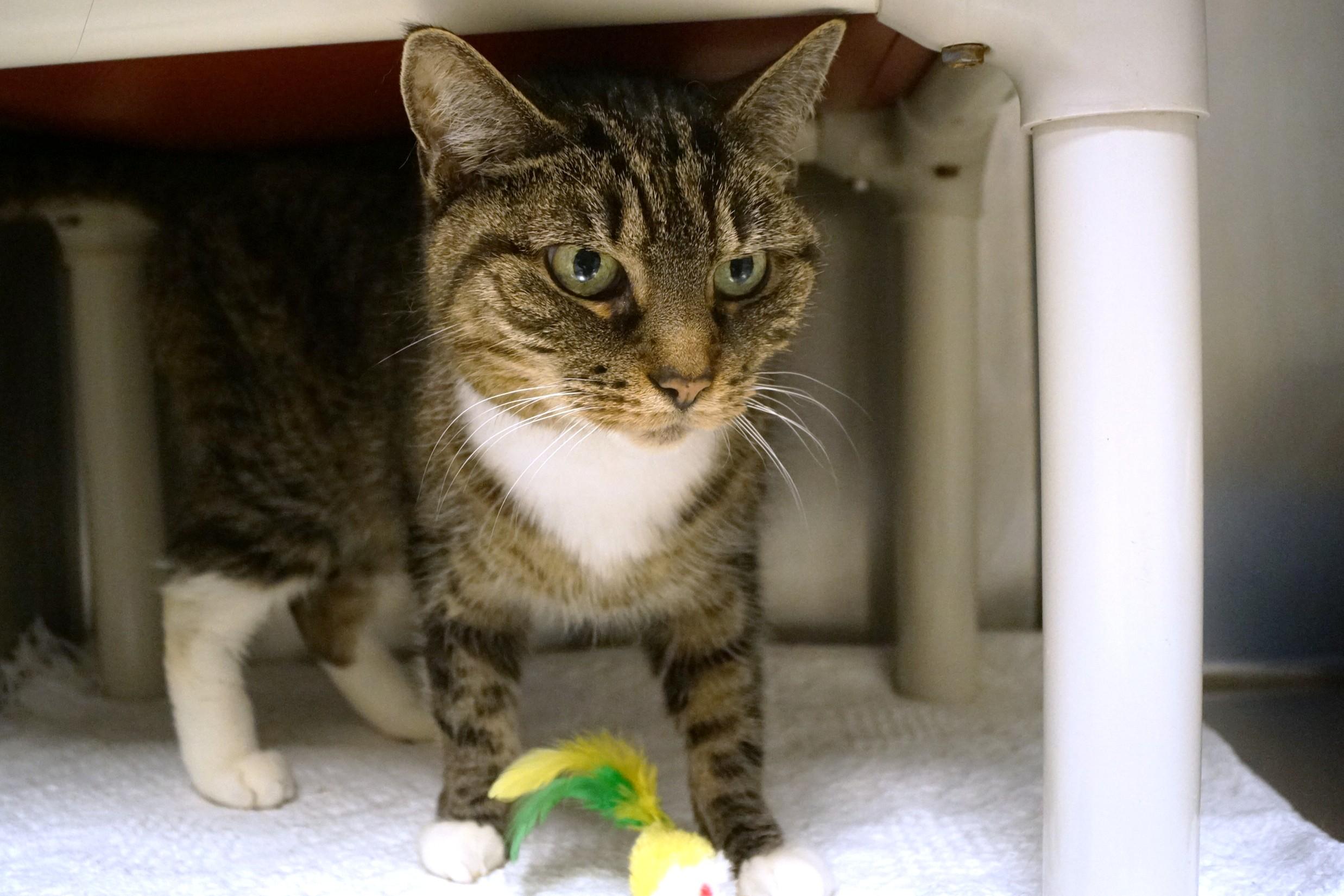 Bonnie, adopted, Adult Female Tabby.