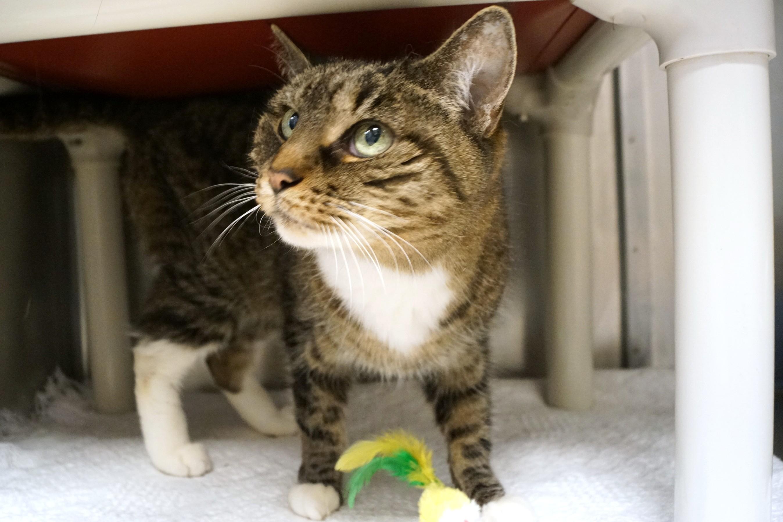 Enlarge Bonnie, an adopted Tabby in New Milford, CT image 4/6