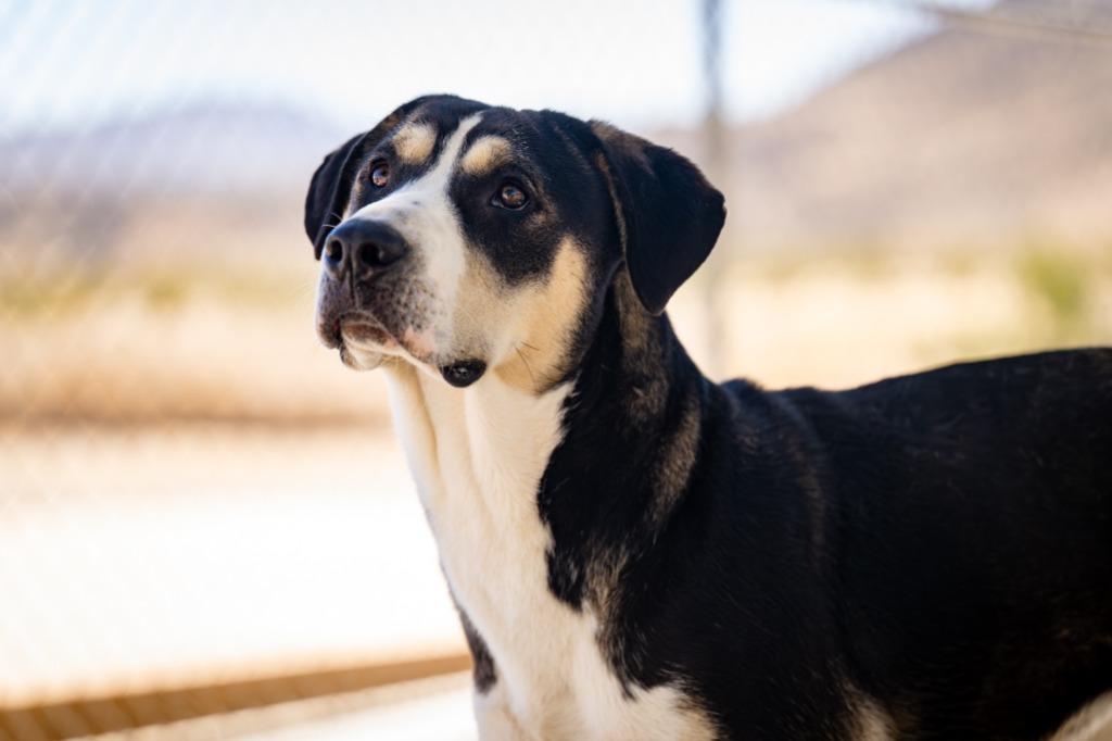 Enlarge Sally (Luna), a Adoptable mixed breed in Twentynine Palms, CA image 2/6