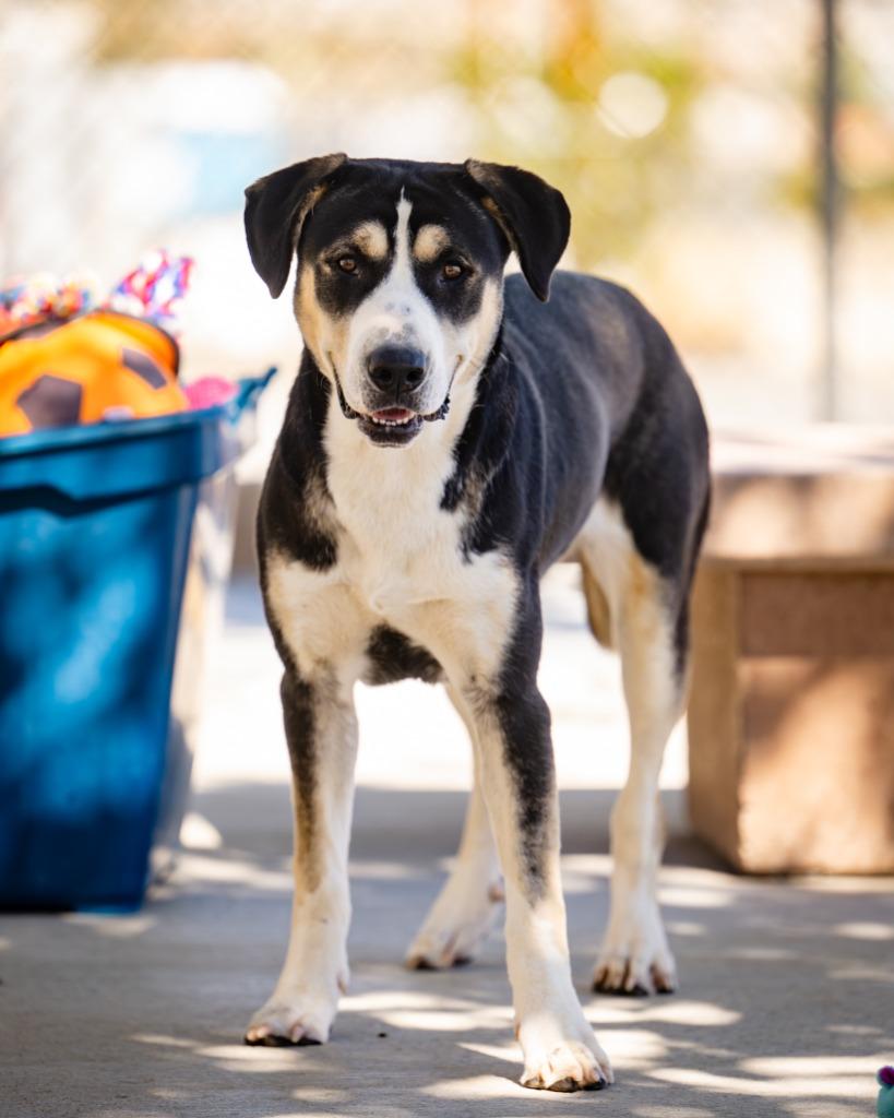 Sally (Luna), Adoptable, Adult Female Labrador Retriever.