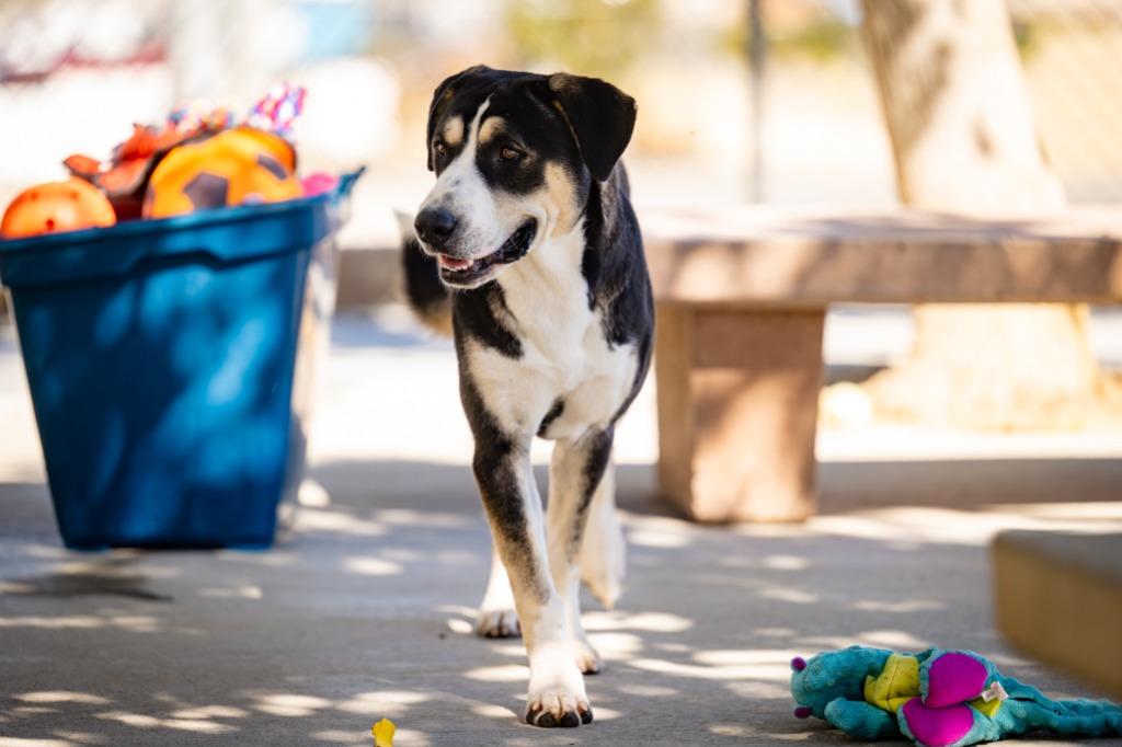 Enlarge Sally (Luna), a Adoptable mixed breed in Twentynine Palms, CA image 5/6