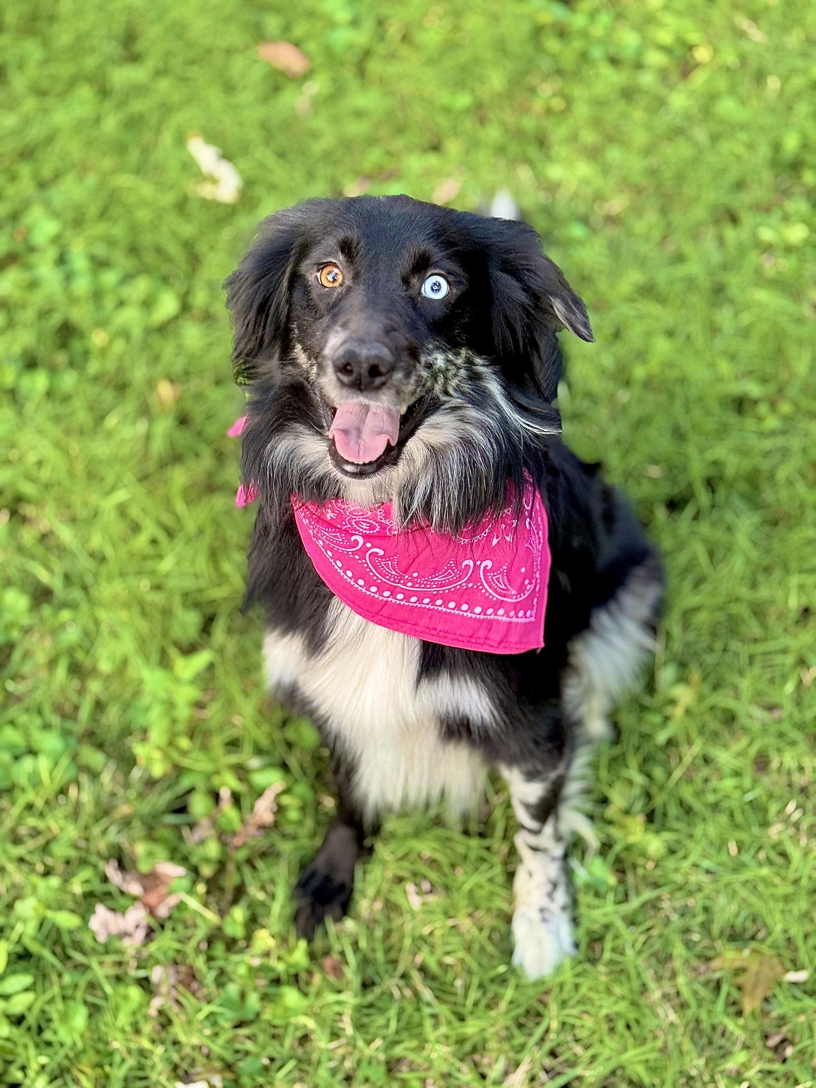 Chevy, Adoptable, Adult Female Australian Shepherd & Golden Retriever.