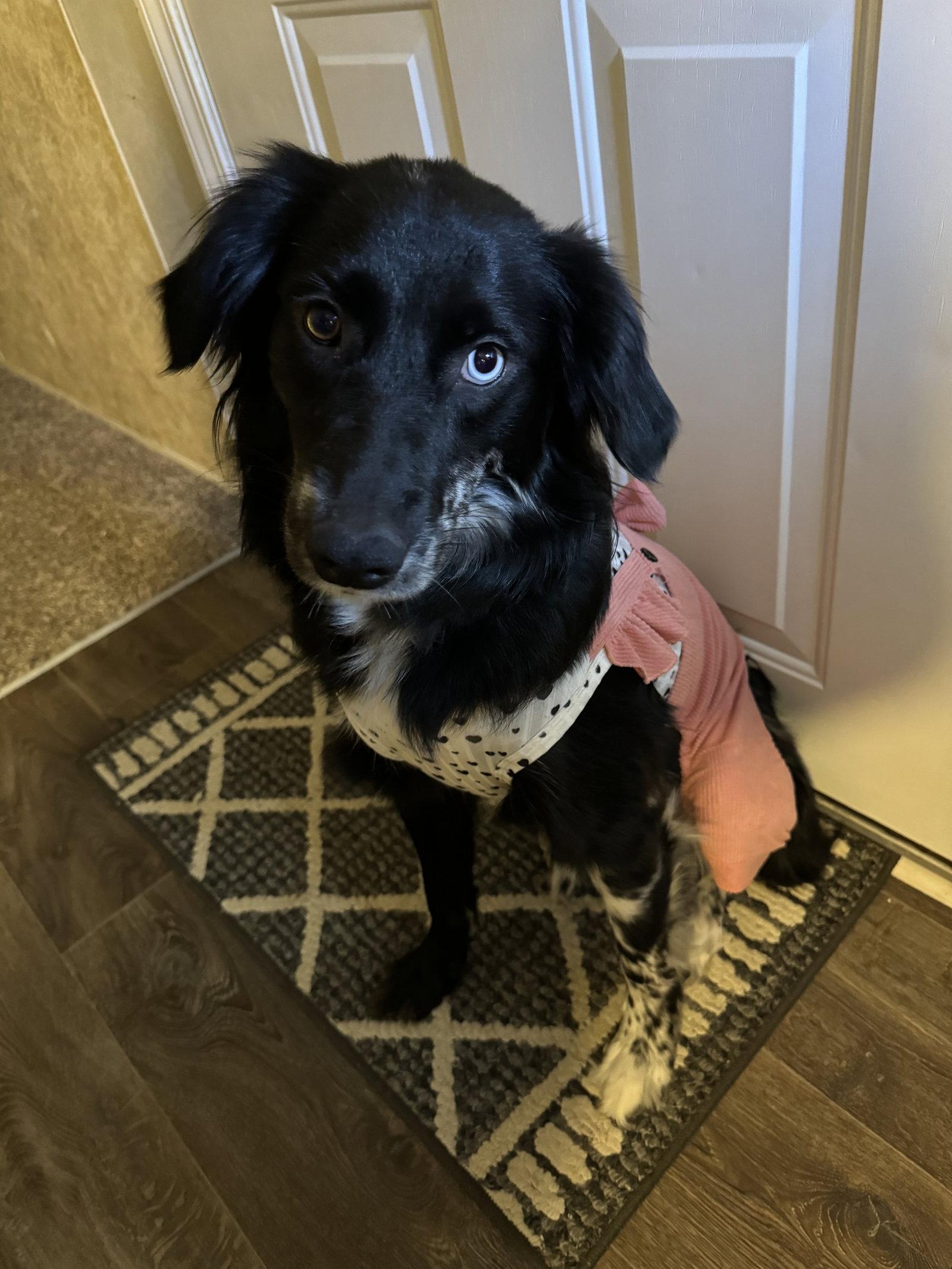 Chevy, a Adoptable mixed breed in St. Louis, MO image 2/3