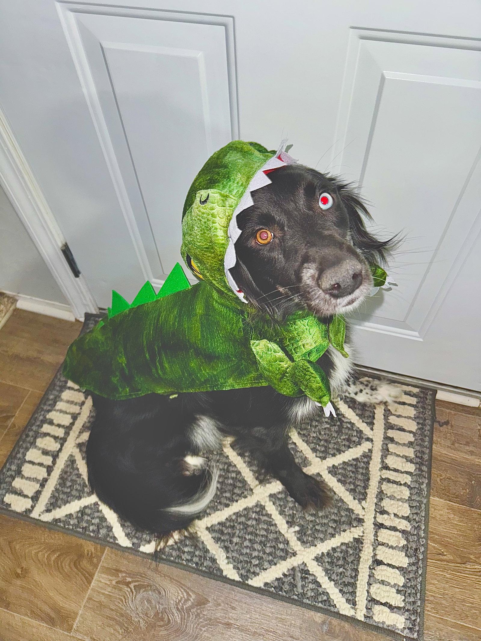 Chevy, a Adoptable mixed breed in St. Louis, MO image 3/3