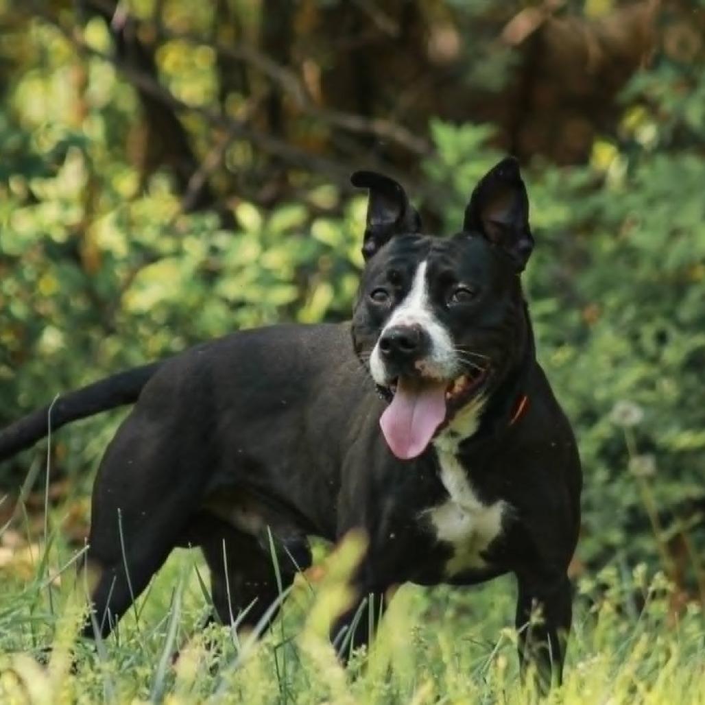 Enlarge Raptor, a Adoptable mixed breed in Madisonville, KY image 1/4