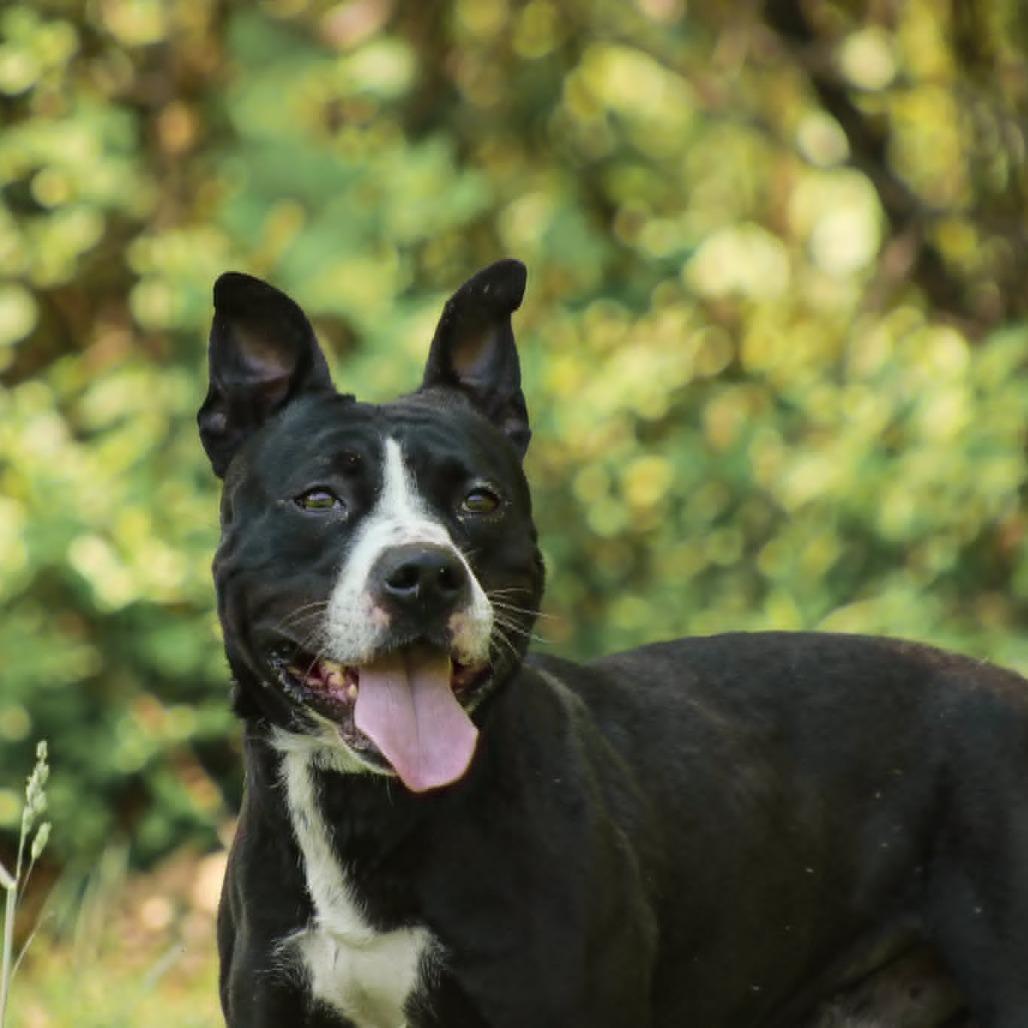 Enlarge Raptor, a Adoptable mixed breed in Madisonville, KY image 2/4