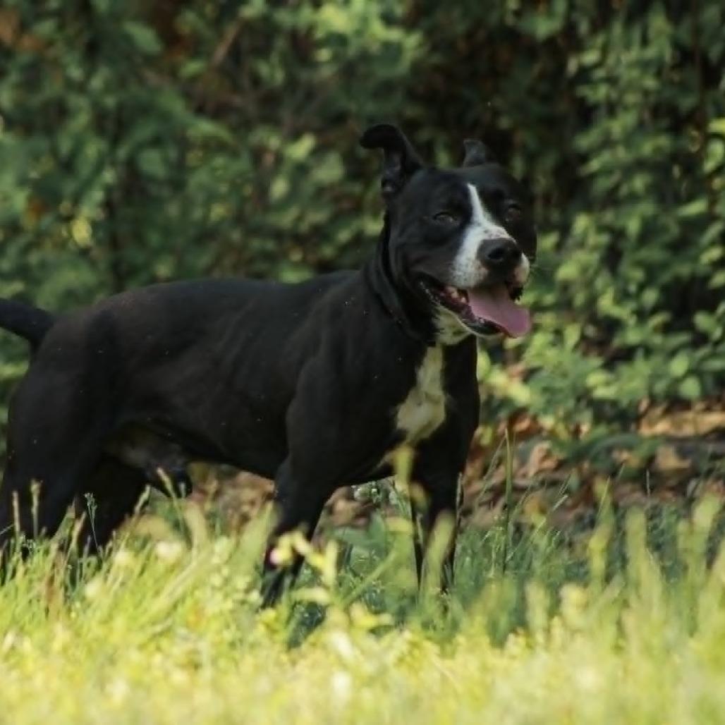 Enlarge Raptor, a Adoptable mixed breed in Madisonville, KY image 3/4