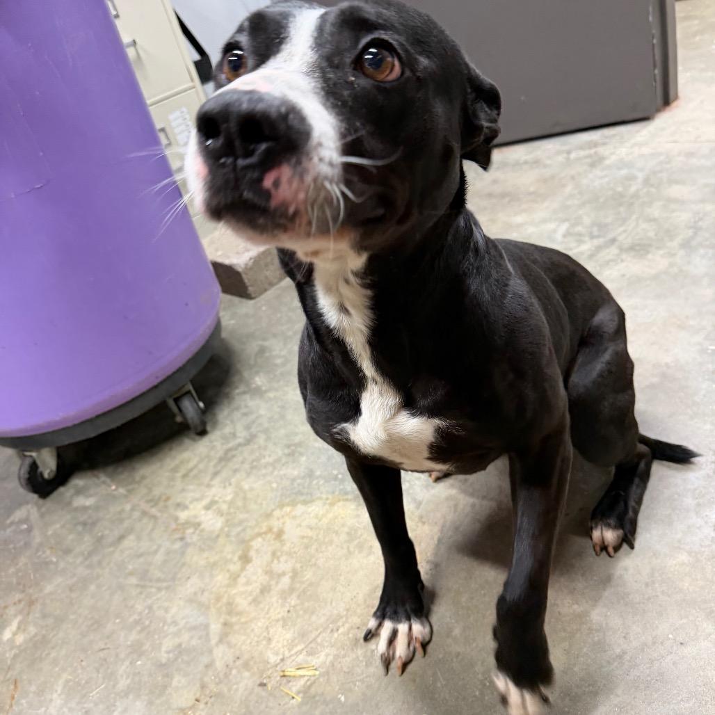 Enlarge Raptor, a Adoptable mixed breed in Madisonville, KY image 4/4