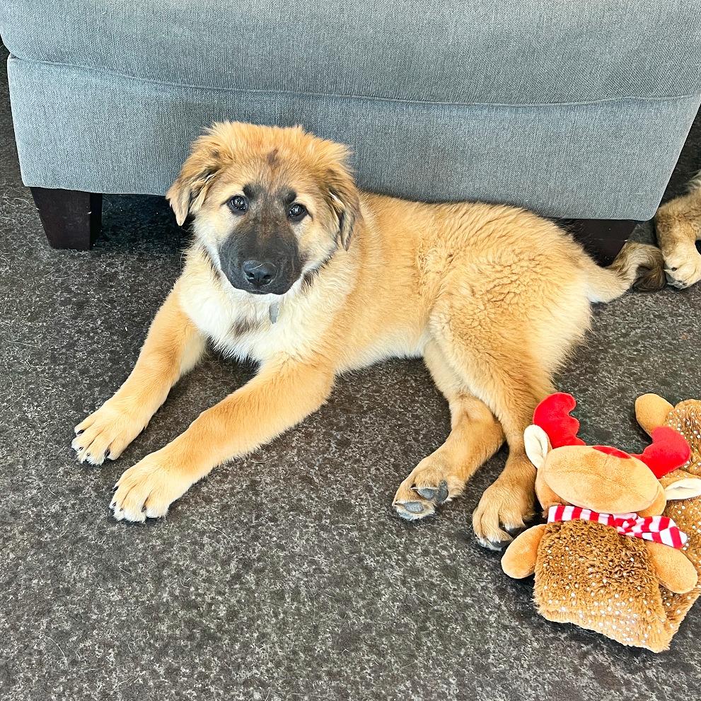 Tara, Adoptable, Puppy Female German Shepherd Dog & Great Pyrenees.