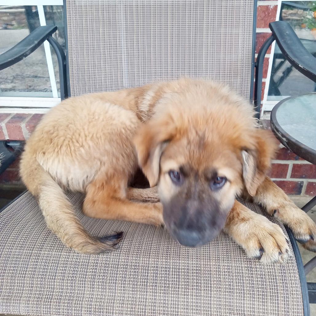 Enlarge Tara, a Adoptable mixed breed in Flower Mound, TX image 2/5