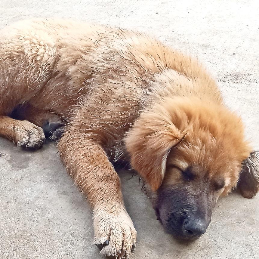 Enlarge Tara, a Adoptable mixed breed in Flower Mound, TX image 5/5