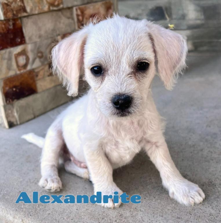 Enlarge Alexandrite, a ADOPTABLE mixed breed in Mead, CO image 1/1