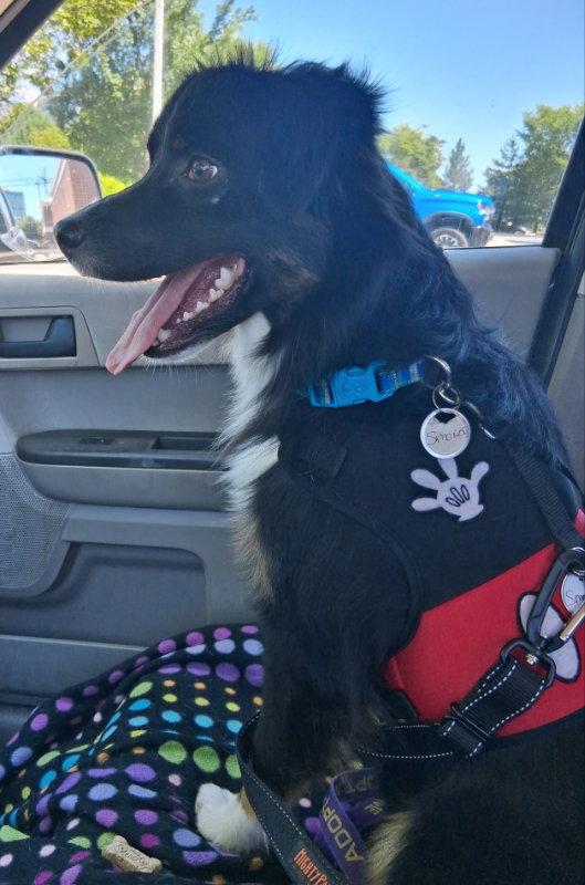 Smores *Adoption Pending*, Adopted, Young Male Australian Shepherd.