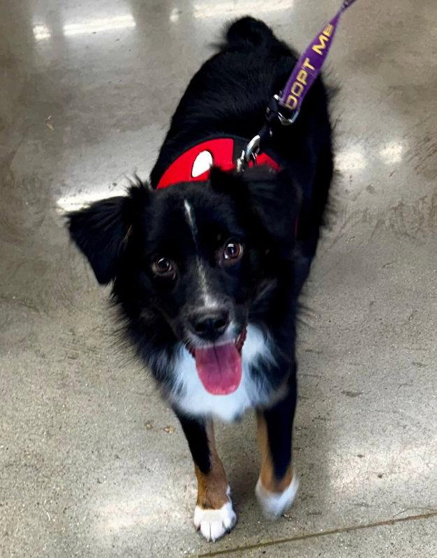 Smores *Adoption Pending*, a Adopted Australian Shepherd in Fairfax, VA image 2/3