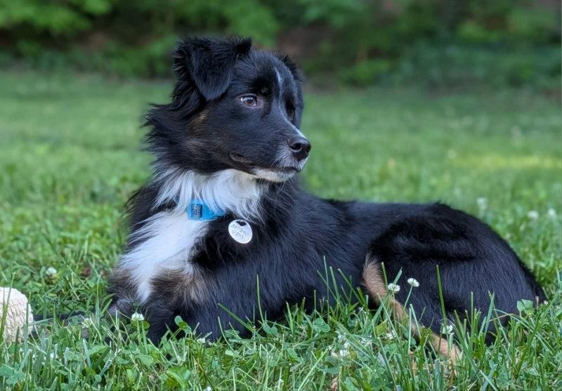 Smores *Adoption Pending*, a Adopted Australian Shepherd in Fairfax, VA image 3/3