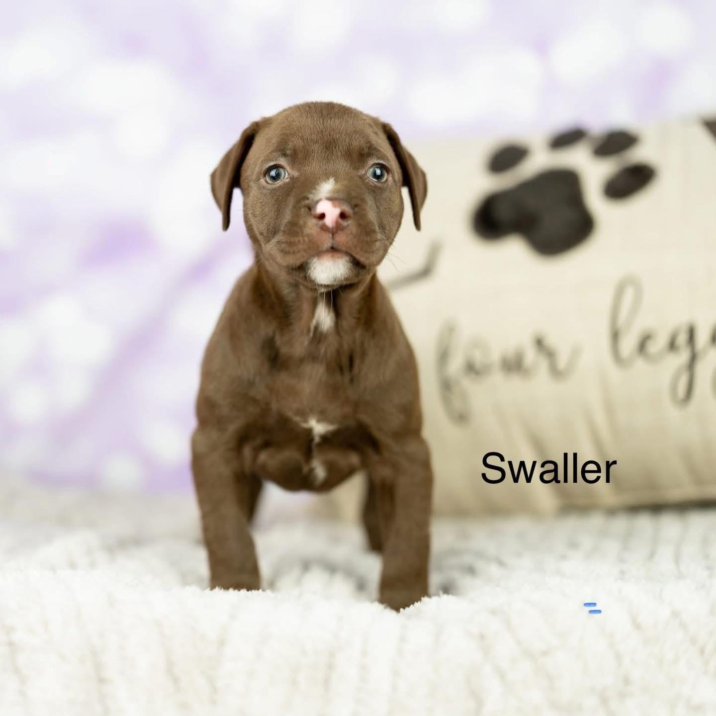Enlarge Swaller, a Adopted Mixed Breed in Smyrna, GA image 2/6