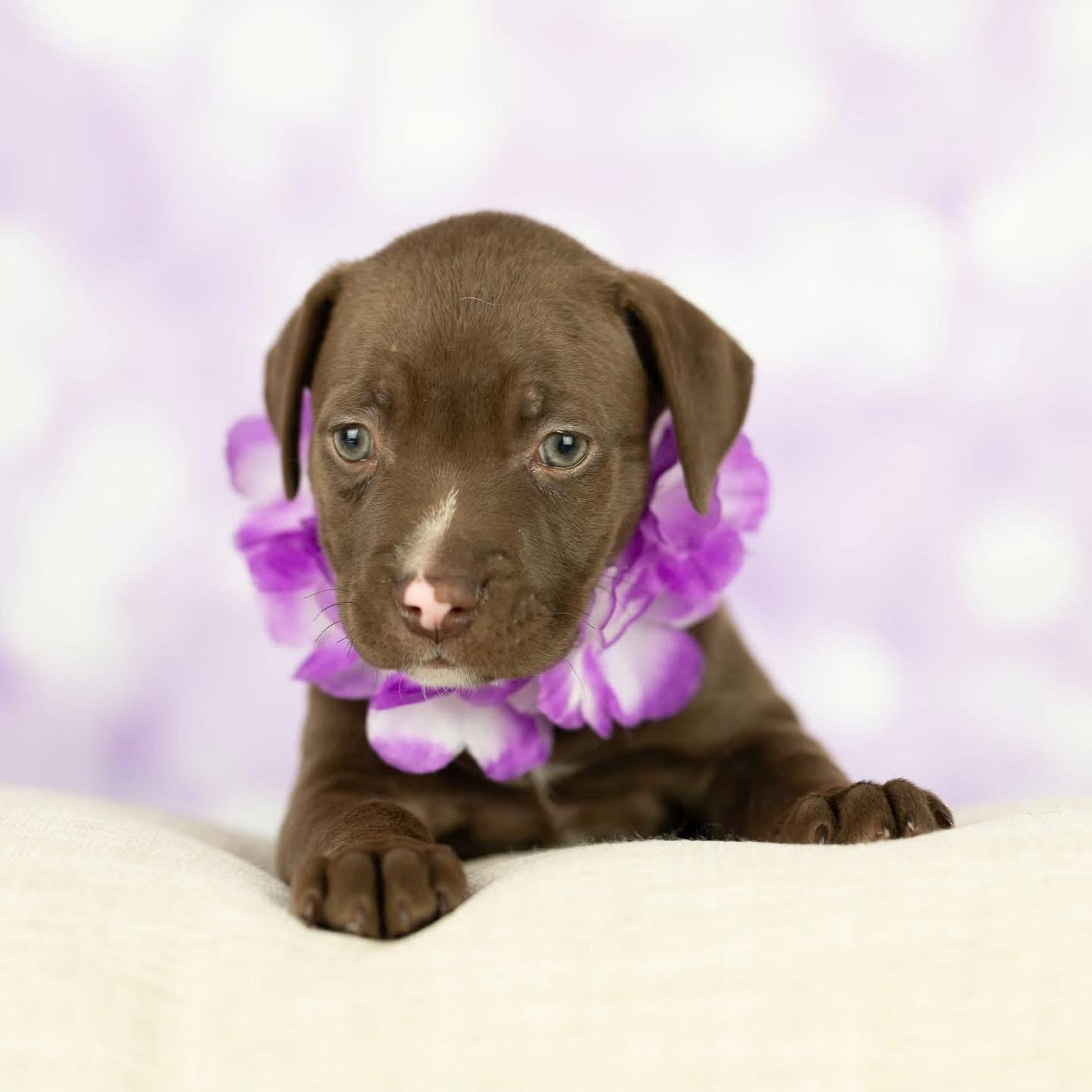 Enlarge Swaller, a Adopted Mixed Breed in Smyrna, GA image 3/6