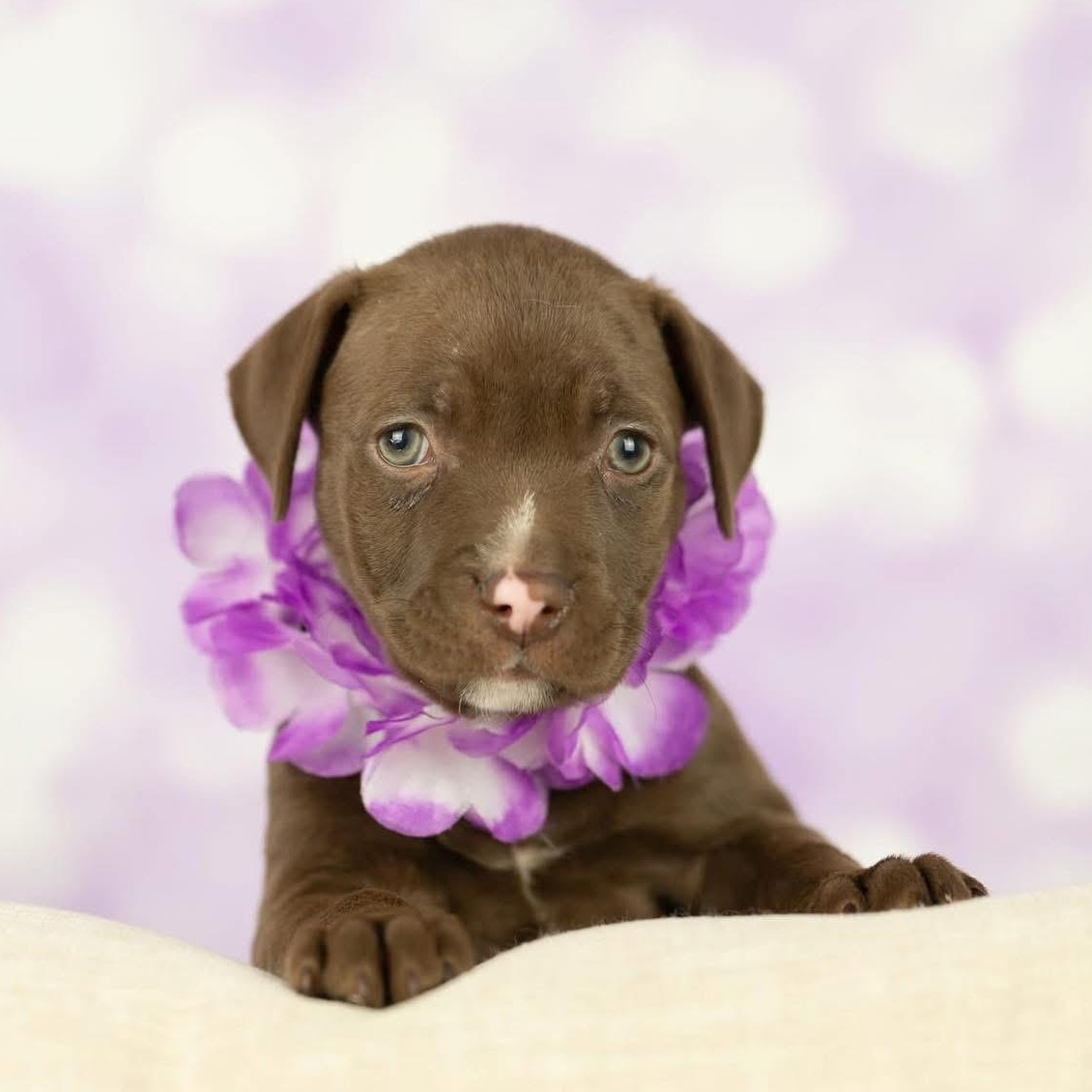 This little nugget is the perfect blend of playful energy and peaceful calm She loves dive-bombing 
