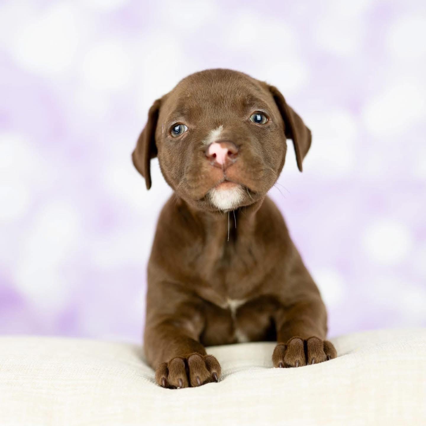 Enlarge Swaller, a Adopted Mixed Breed in Smyrna, GA image 4/6