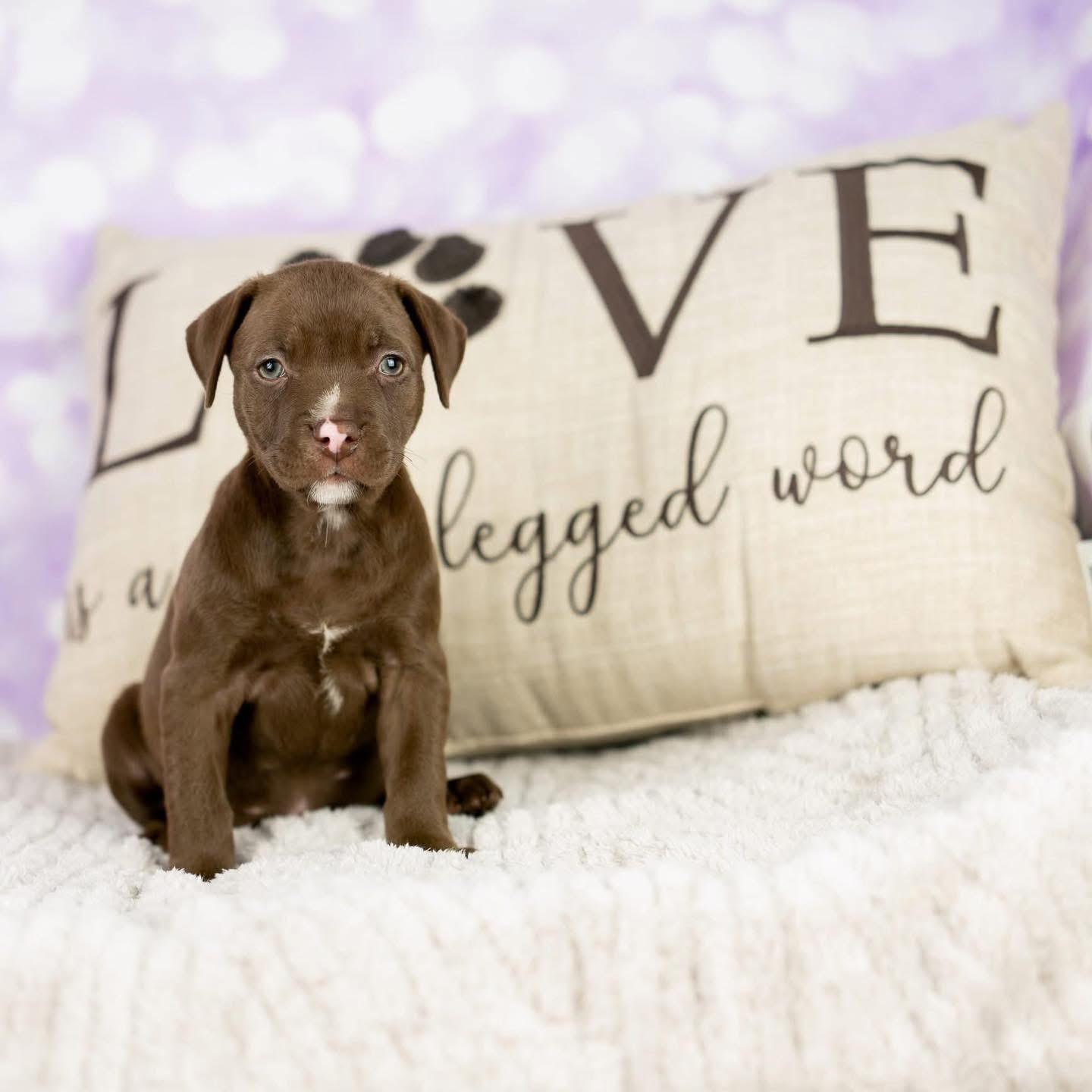 Enlarge Swaller, a Adopted Mixed Breed in Smyrna, GA image 5/6