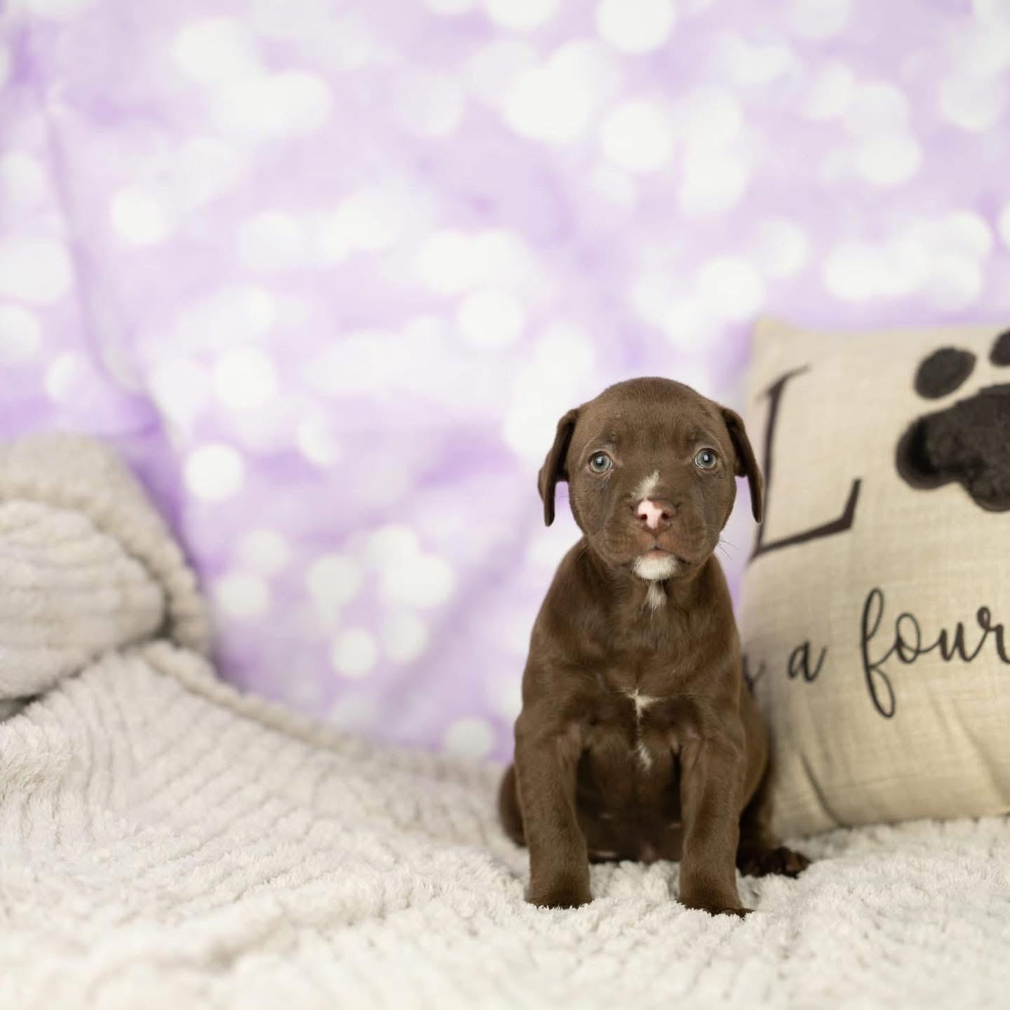 Enlarge Swaller, a Adopted Mixed Breed in Smyrna, GA image 6/6