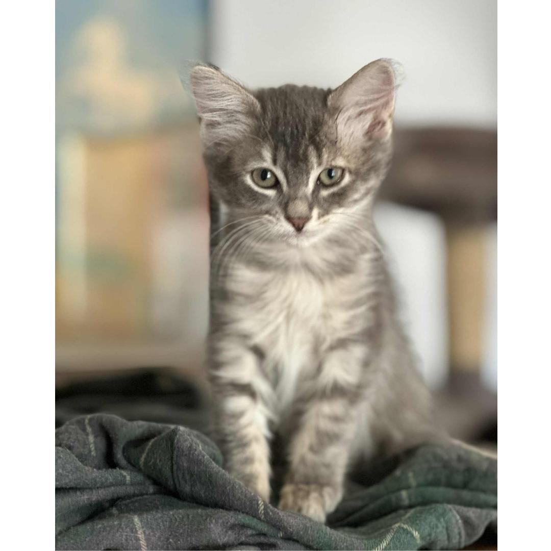 Lacie