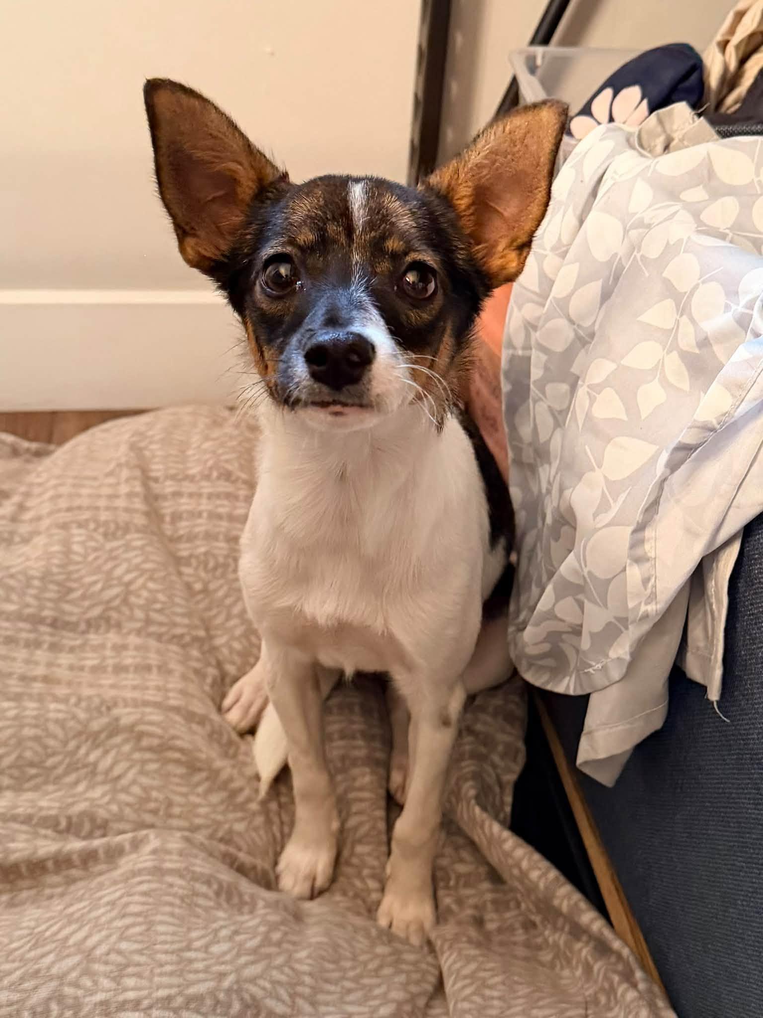 Gal, Adopted, Puppy Female Rat Terrier.