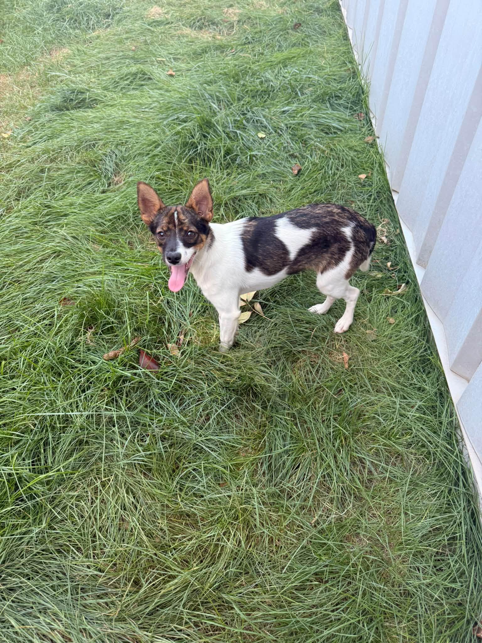 Enlarge Gal, a Adopted mixed breed in Indianapolis, IN image 4/4