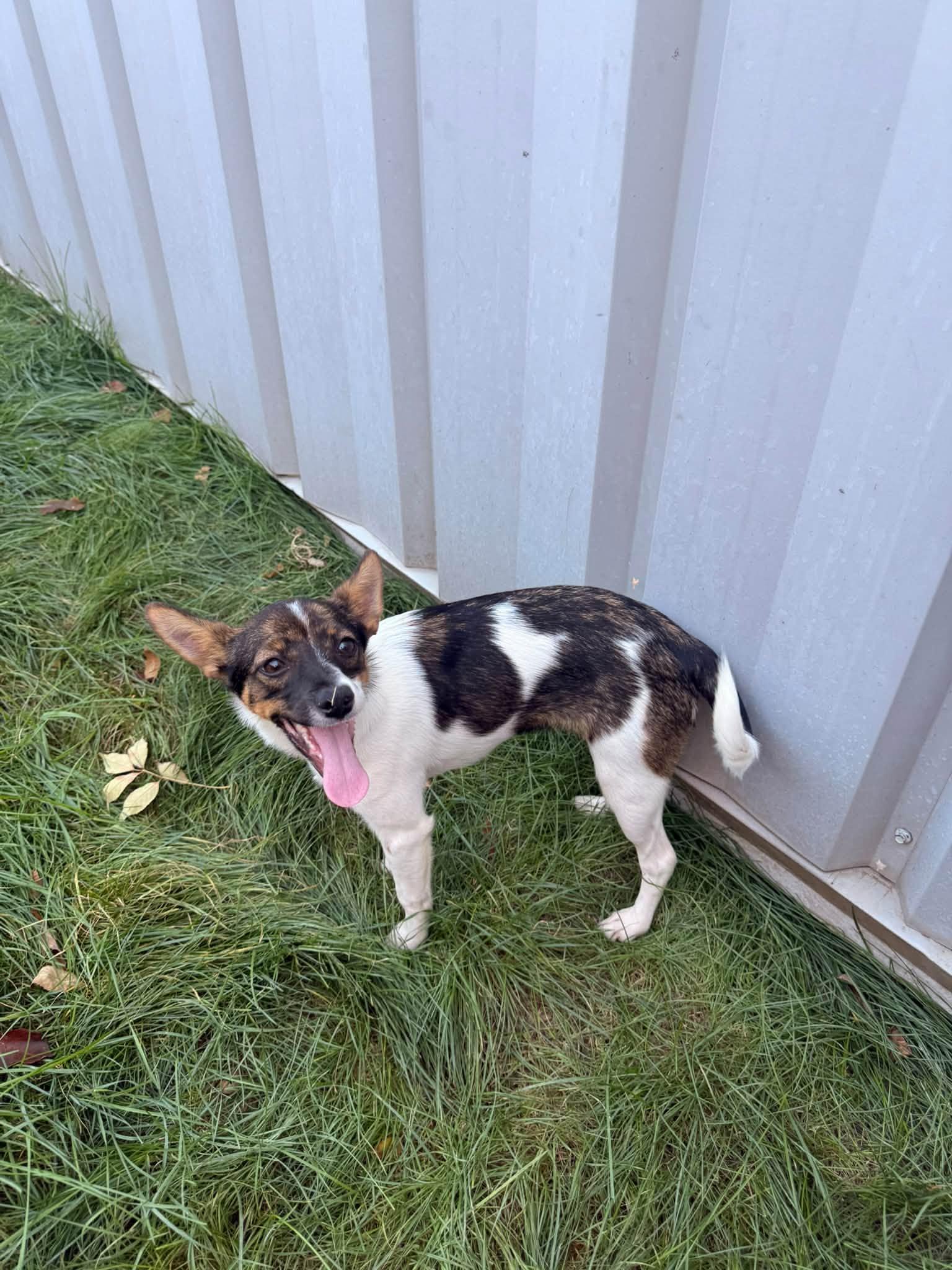 Enlarge Gal, a Adopted mixed breed in Indianapolis, IN image 3/4