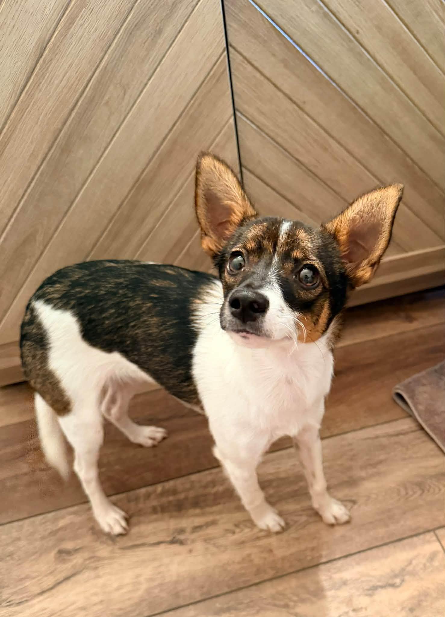 Enlarge Gal, a Adopted mixed breed in Indianapolis, IN image 2/4