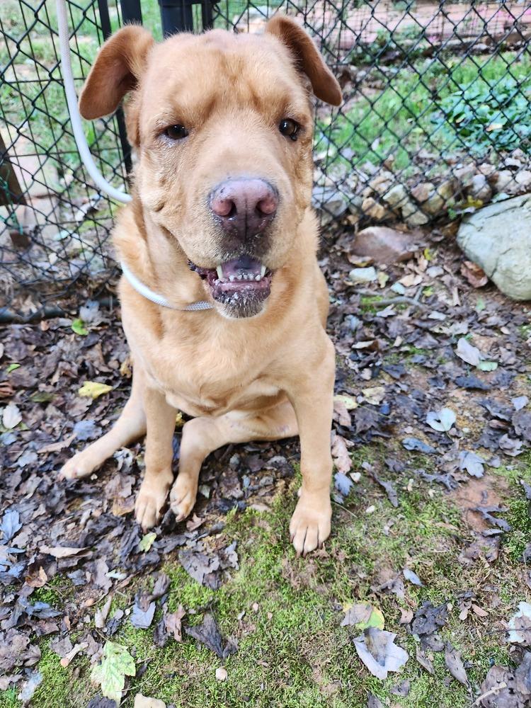 Harley, a Adoptable mixed breed in Douglasville, GA image 1/5