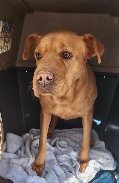 Harley, a Adoptable mixed breed in Douglasville, GA image 2/5