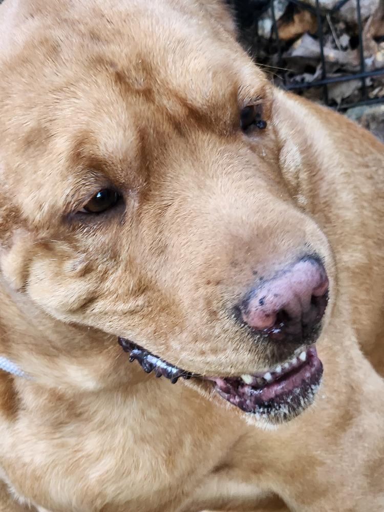 Harley, a Adoptable mixed breed in Douglasville, GA image 3/5