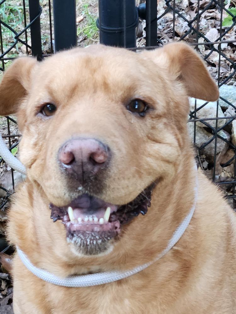 Harley, a Adoptable mixed breed in Douglasville, GA image 4/5